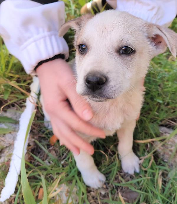 Stupendi Cuccioli Taglia Media Cercano Casa 🏡